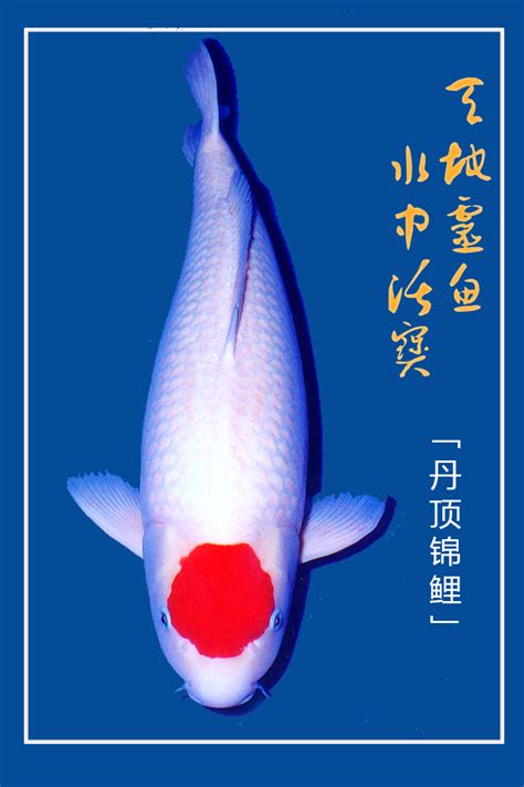 日本鲤鱼品种 植物查詢app